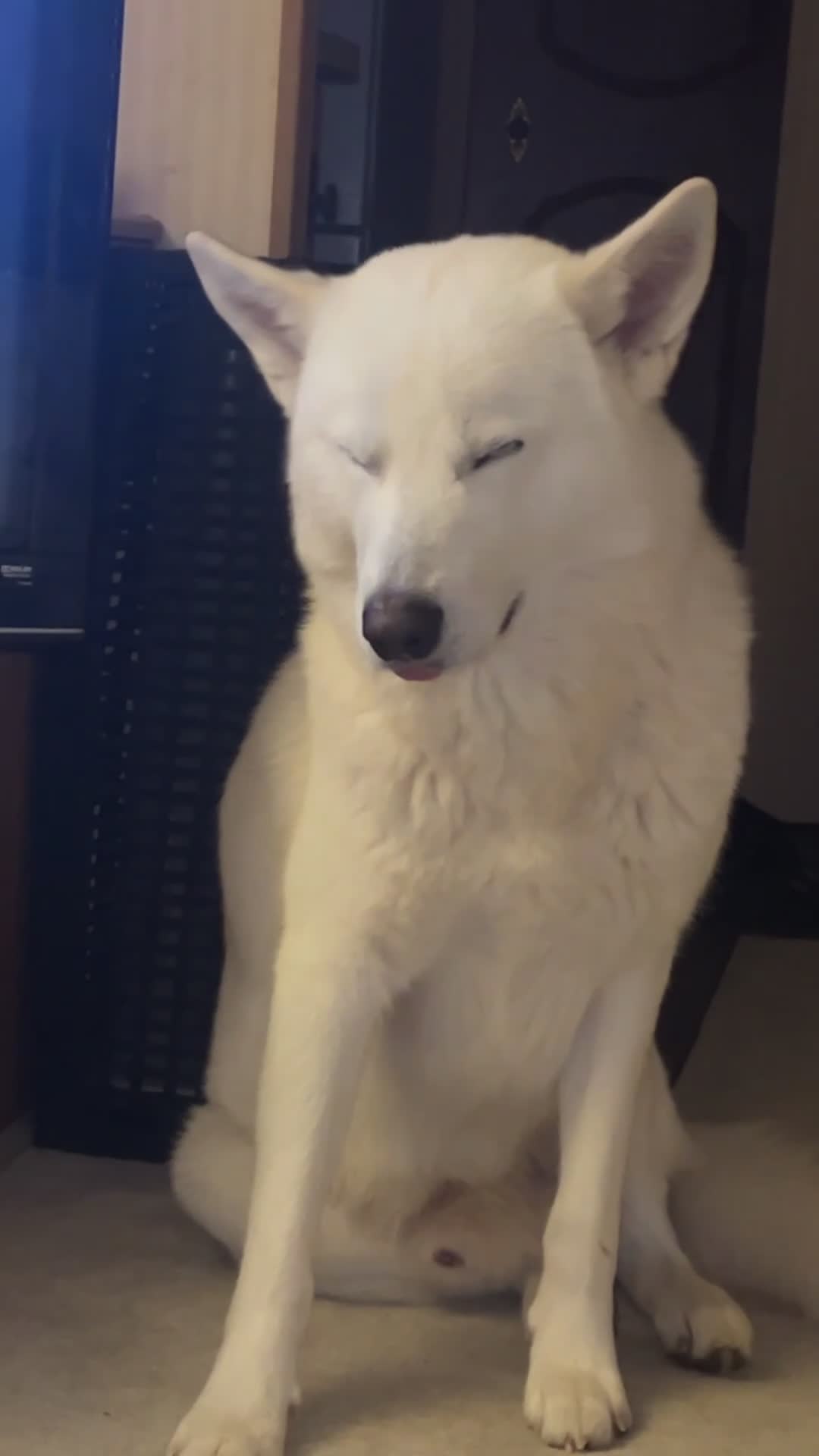 Siberian Husky dogs for sale: Full SiberianHusky Looking for a Loving Home - Video 4
