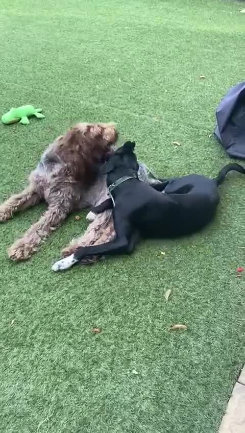 Mixed Breed dogs for adoption: Enzo (Labrador/Pointer mix) - Video 3