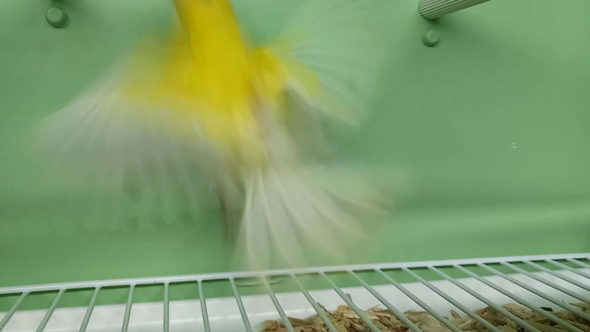 Canaries birds for sale: Canaries  - Video 4