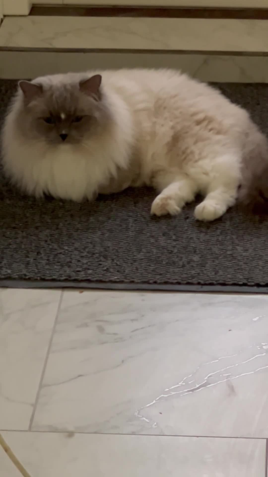 Ragdoll cats for sale: Male Ragdoll pure breed.  - Video 1