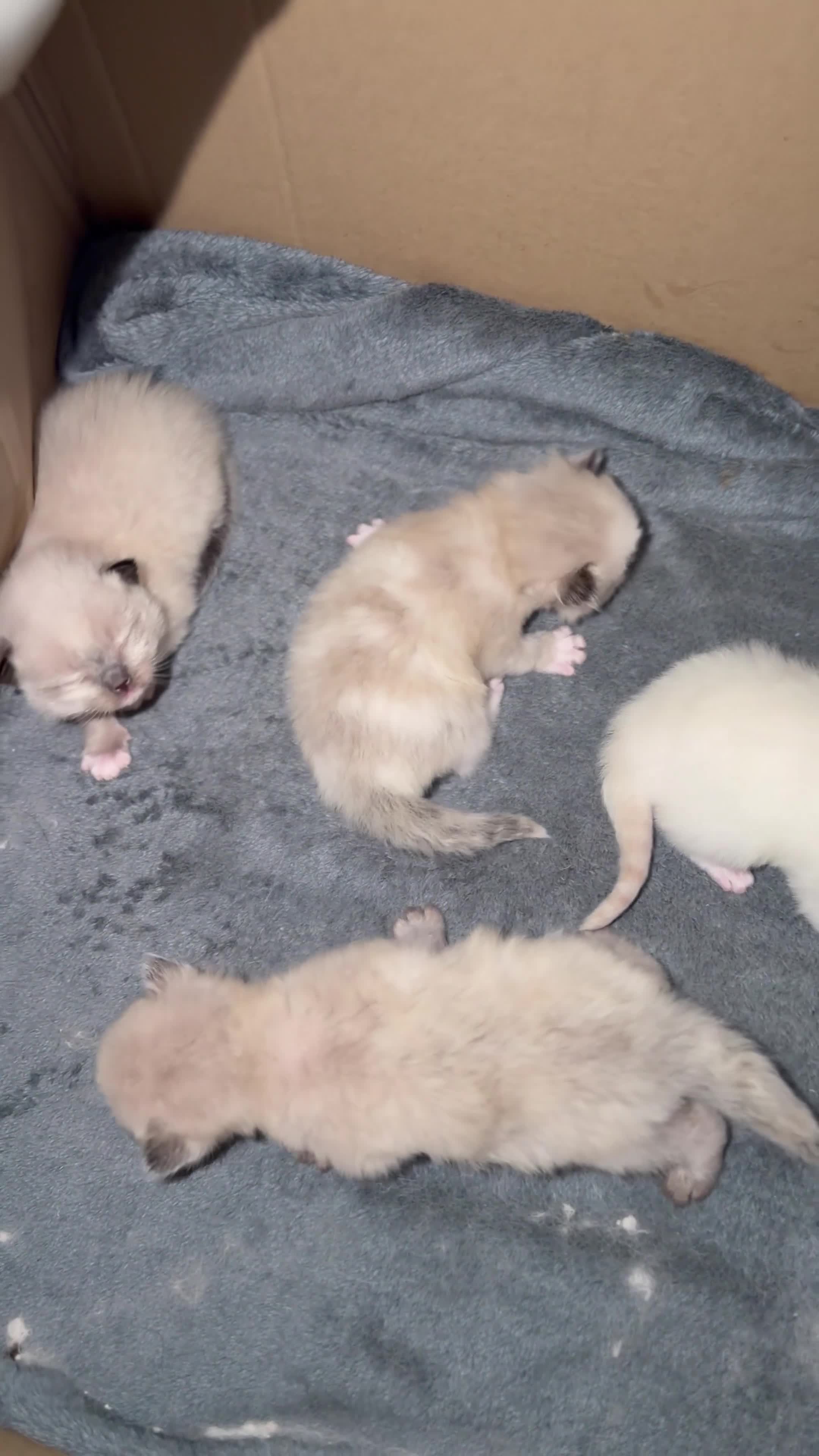 Ragdoll cats for sale: Beautiful Pure Ragdolls  - Video 2