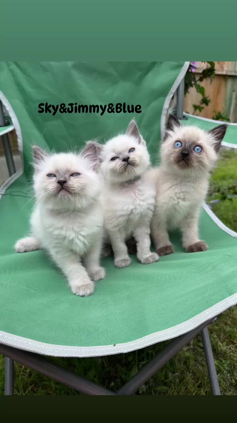 Ragdoll cats for sale: Pure breed ragdolls . Ready to leave SOON  - Video 1