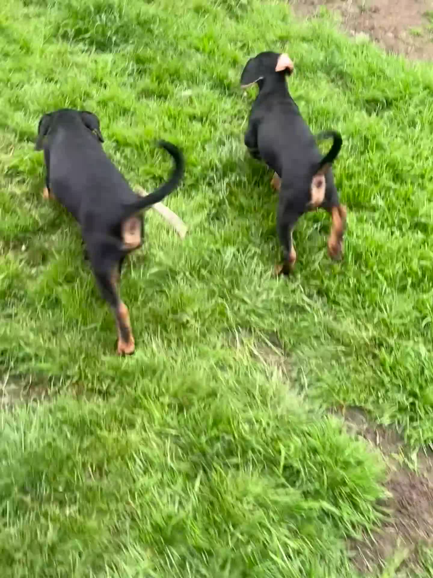 Mixed Breed dogs for sale: The A Team Twins in Killin - Video 2