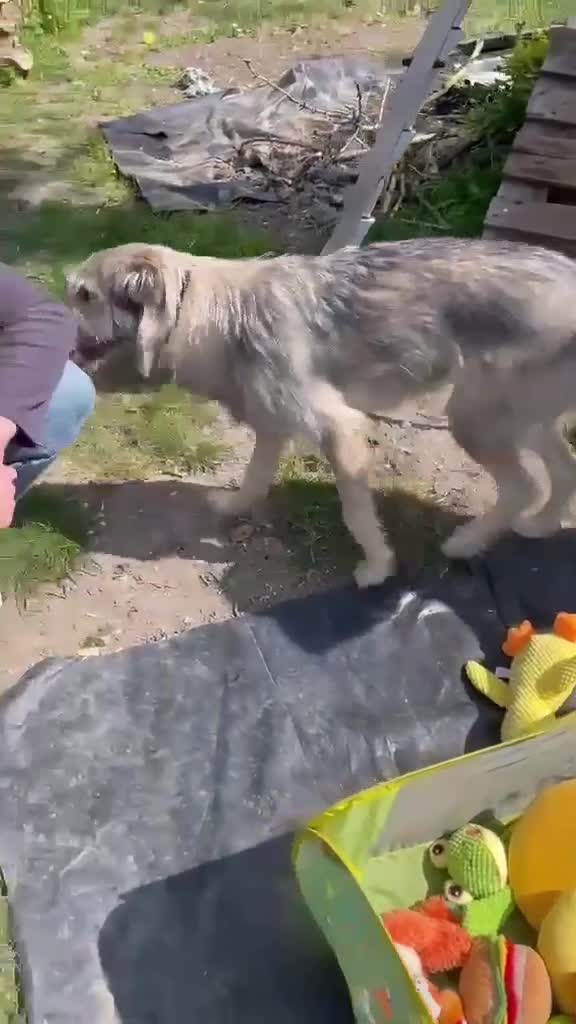 Mixed Breed dogs for adoption: MABEL-very gentle girl/smart/gentle/happy/loving in Cambridge - Video 3