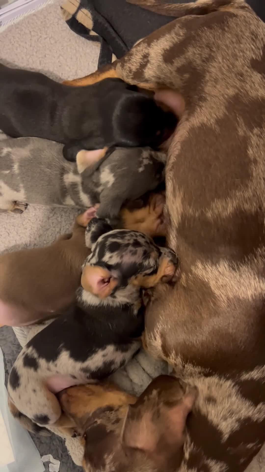 Miniature Dachshund dogs for sale: Pedigree registered miniature dachshund in Tamworth - Video 1