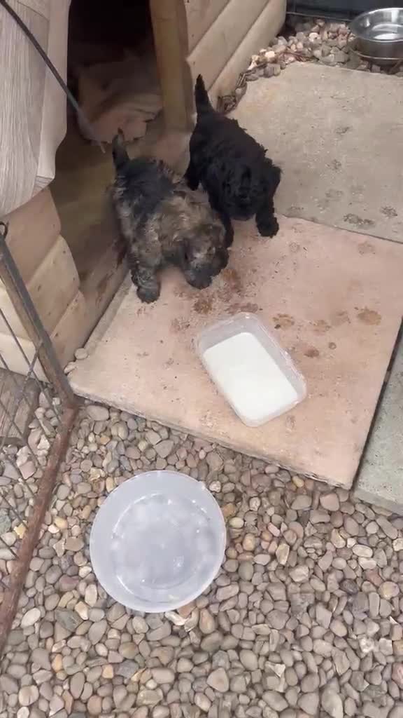 Cockapoo dogs for sale: Cockapoo puppies for sale  - Video 2