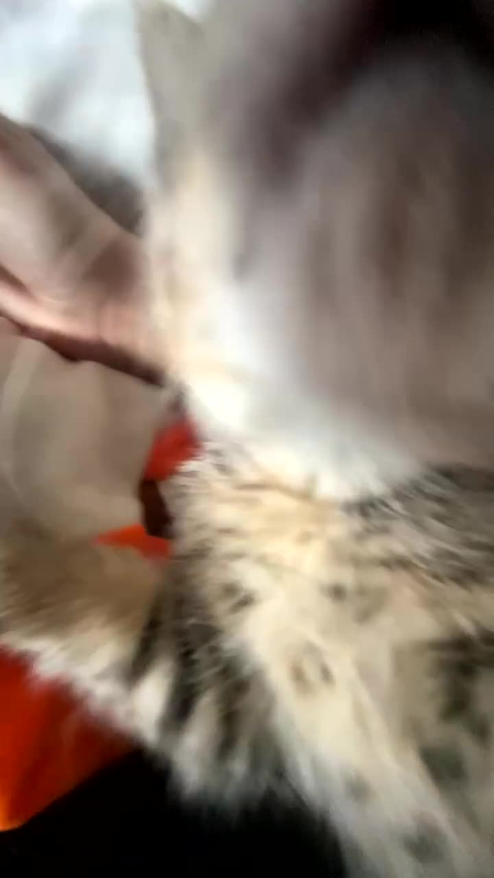 Bengal cats for sale: beautiful bengal kitten  - Video 3