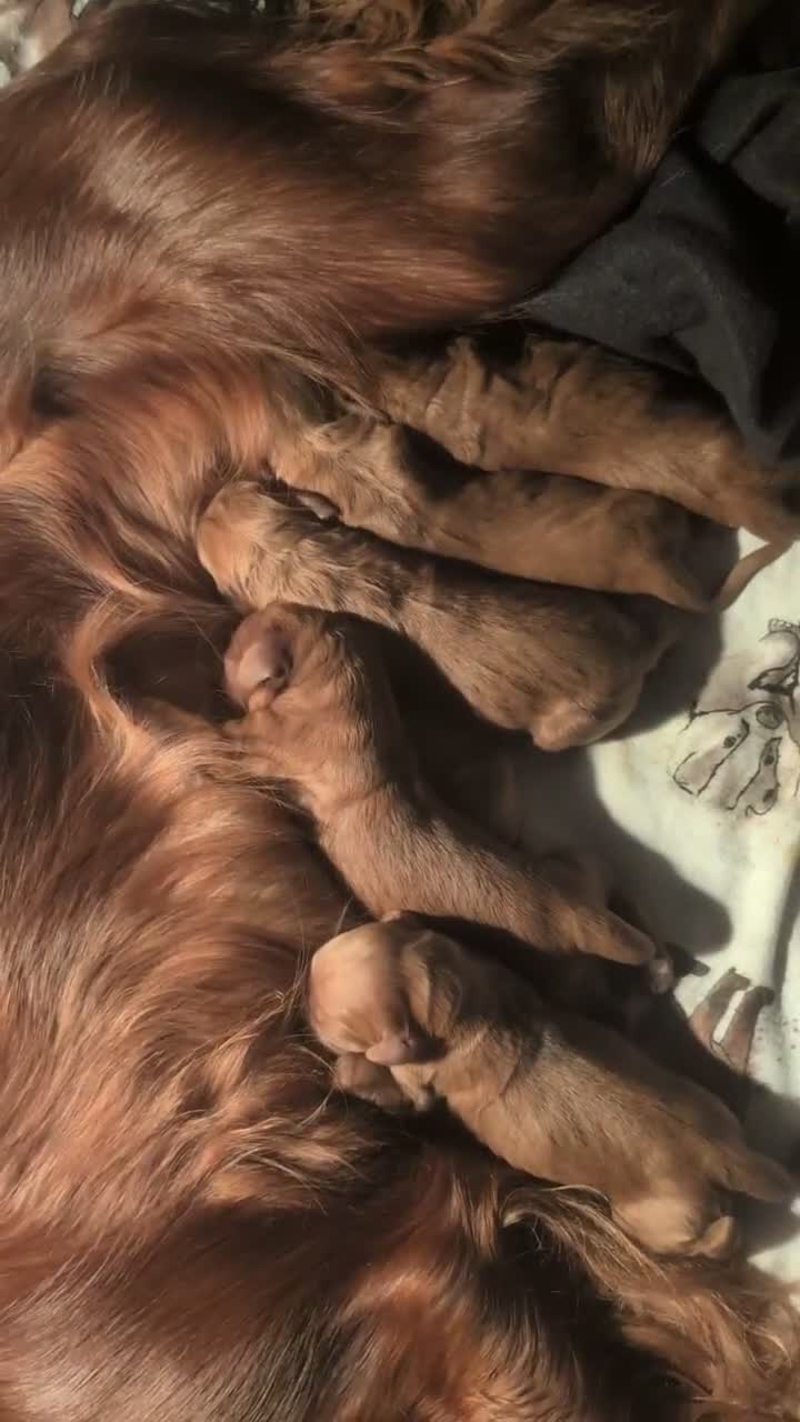 Irish Doodle dogs for sale: Irish doodle puppies - Video 2