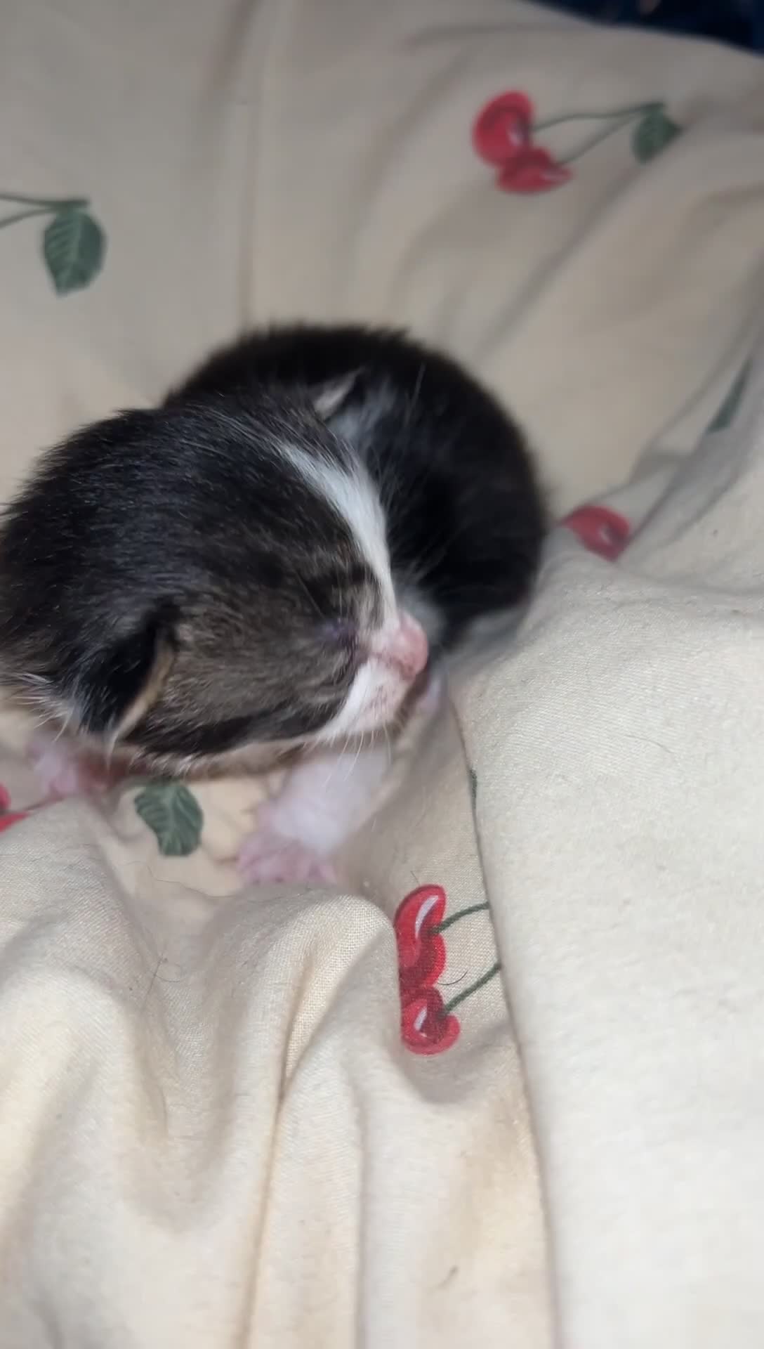 Mixed Breed cats for sale: 3 beautiful Kittens left  - Video 1