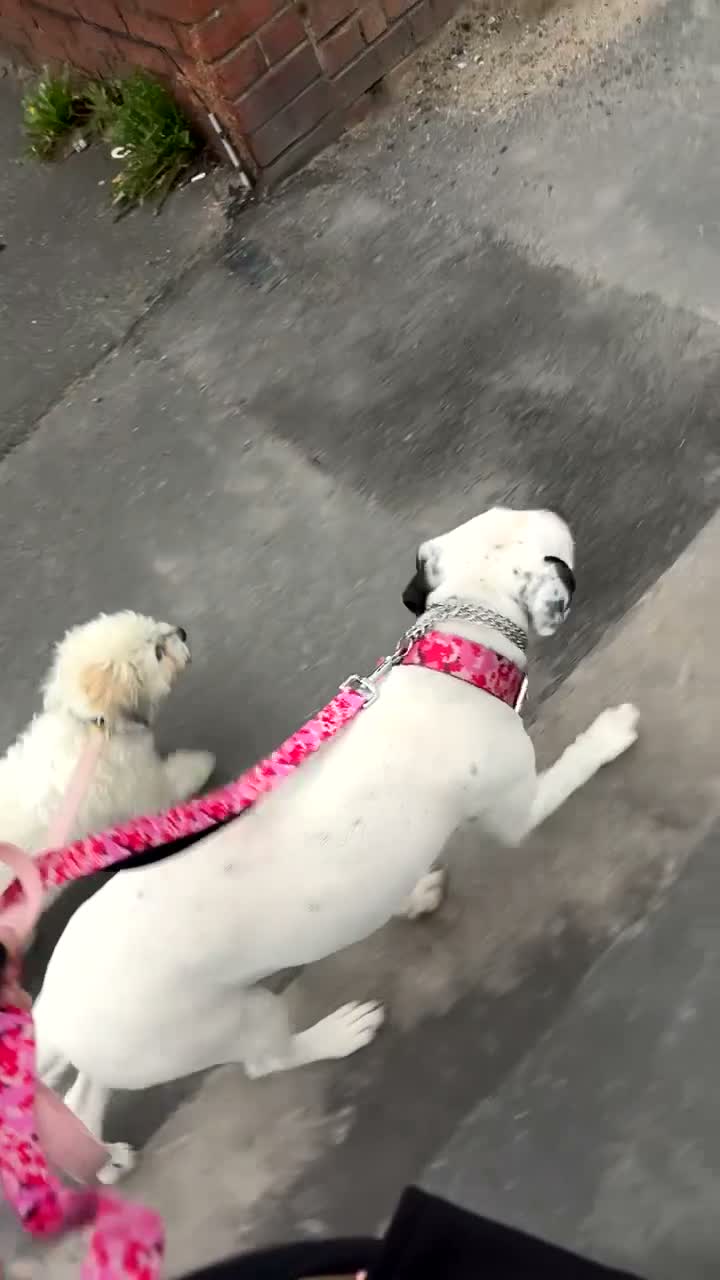 Mixed Breed dogs for sale: Beautiful female staffyx Dalmatian  - Video 1
