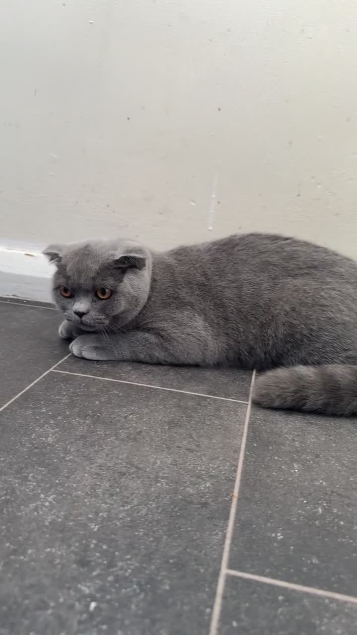 British Shorthair cats for sale: ✨1 BSH Kitten Left £400 ✨  - Video 1