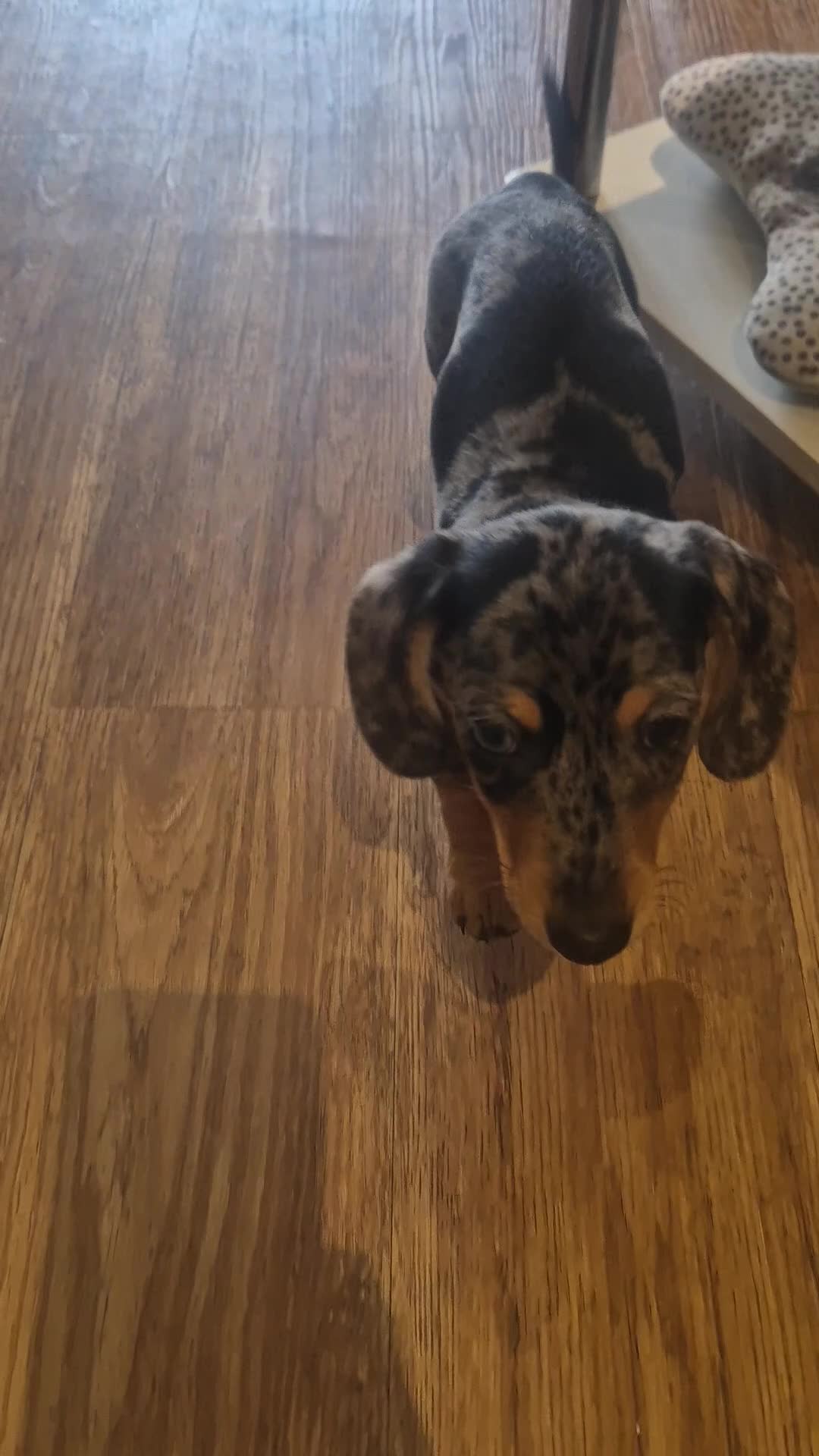 Miniature Dachshund dogs for sale: Male miniature Dachshund  - Video 1