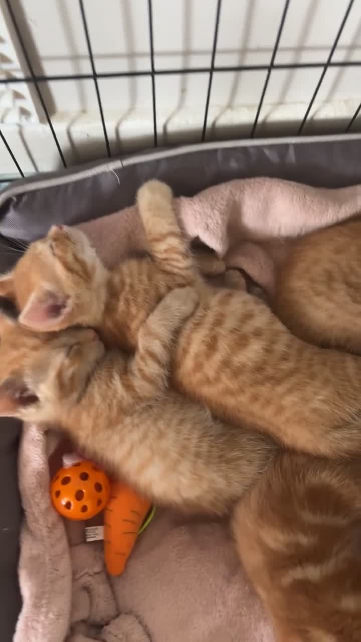 Mixed Breed cats for sale: three ginger kittens 5 weeks old🧡 - Video 3