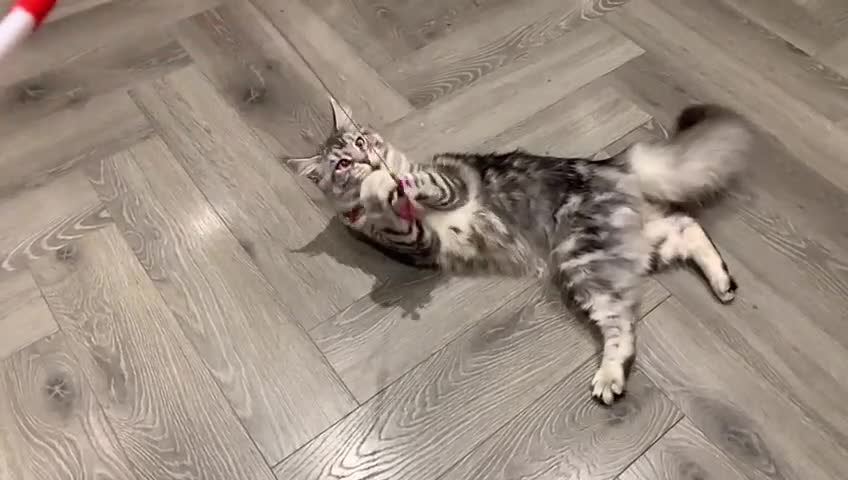 Maine Coon cats for sale: Beautiful 5 Year old Russian Zuki - Video 2