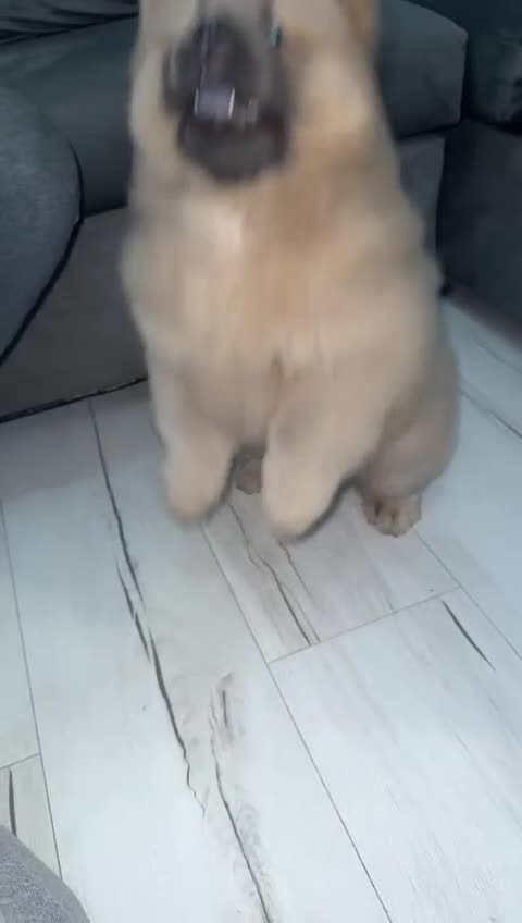 Chow Chow dogs for sale: Female chow chow in Rochester - Video 1