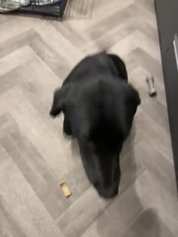 Labrador Retriever dogs for sale: Labrador  - Video 1