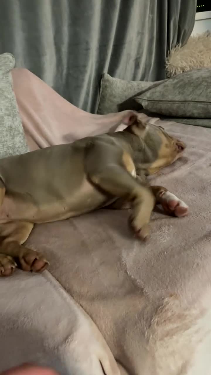 American Bully dogs for sale: Micro American bully  - Video 2