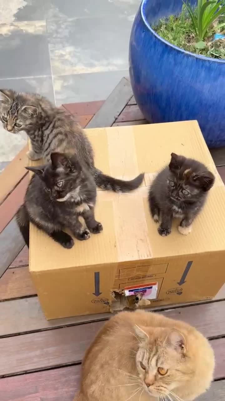 British Shorthair cats for sale: Pure British Shorthair Girls Ready Now! - Video 3
