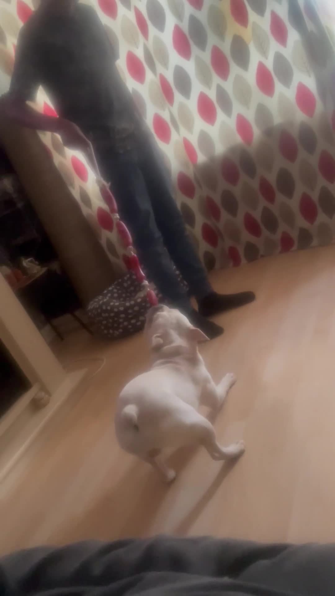 French Bulldog dogs for sale: Sliver - Video 1