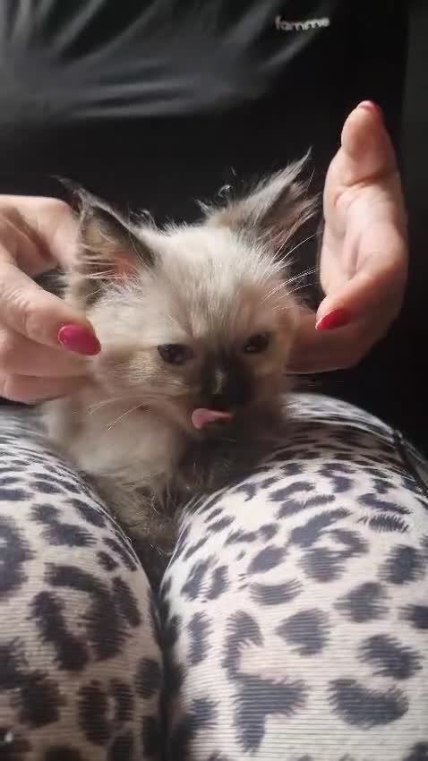 Ragdoll cats for sale:  FIFe Registered Ragdoll Kittens Champion Line - Video 4