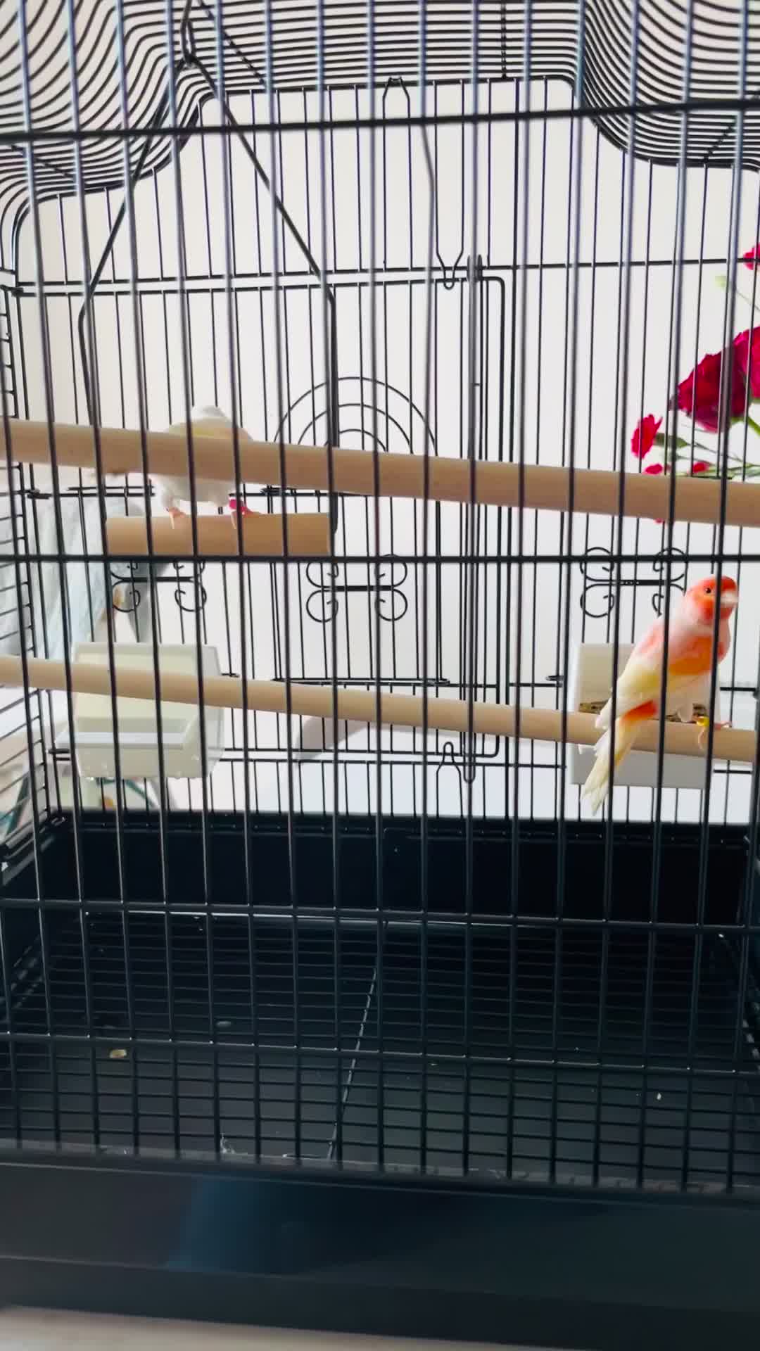 Canaries birds for sale: “Beautiful Mosaic Canary Pair + Cage +Food - Video 1