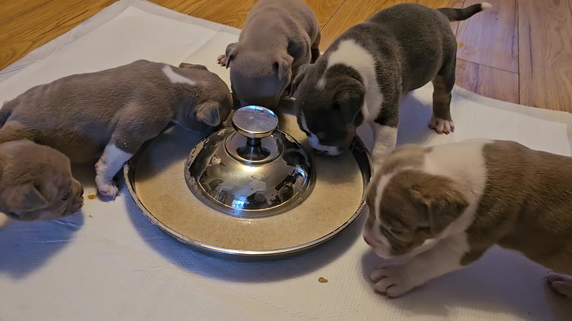 American Bully dogs for sale: Cowboyline pocket bullies  - Video 2