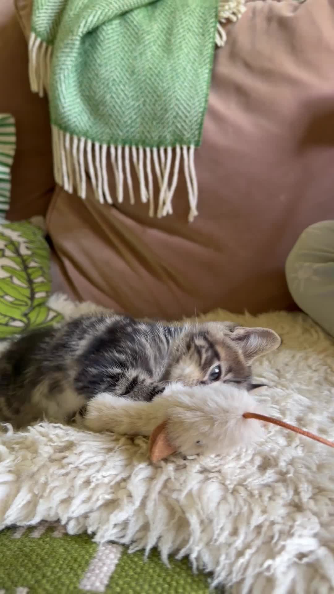 Mixed Breed cats for sale: Maine Coon X - Video 3