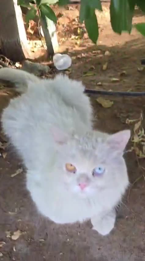 Mixed Breed cats for adoption: Poirot  - Video 3