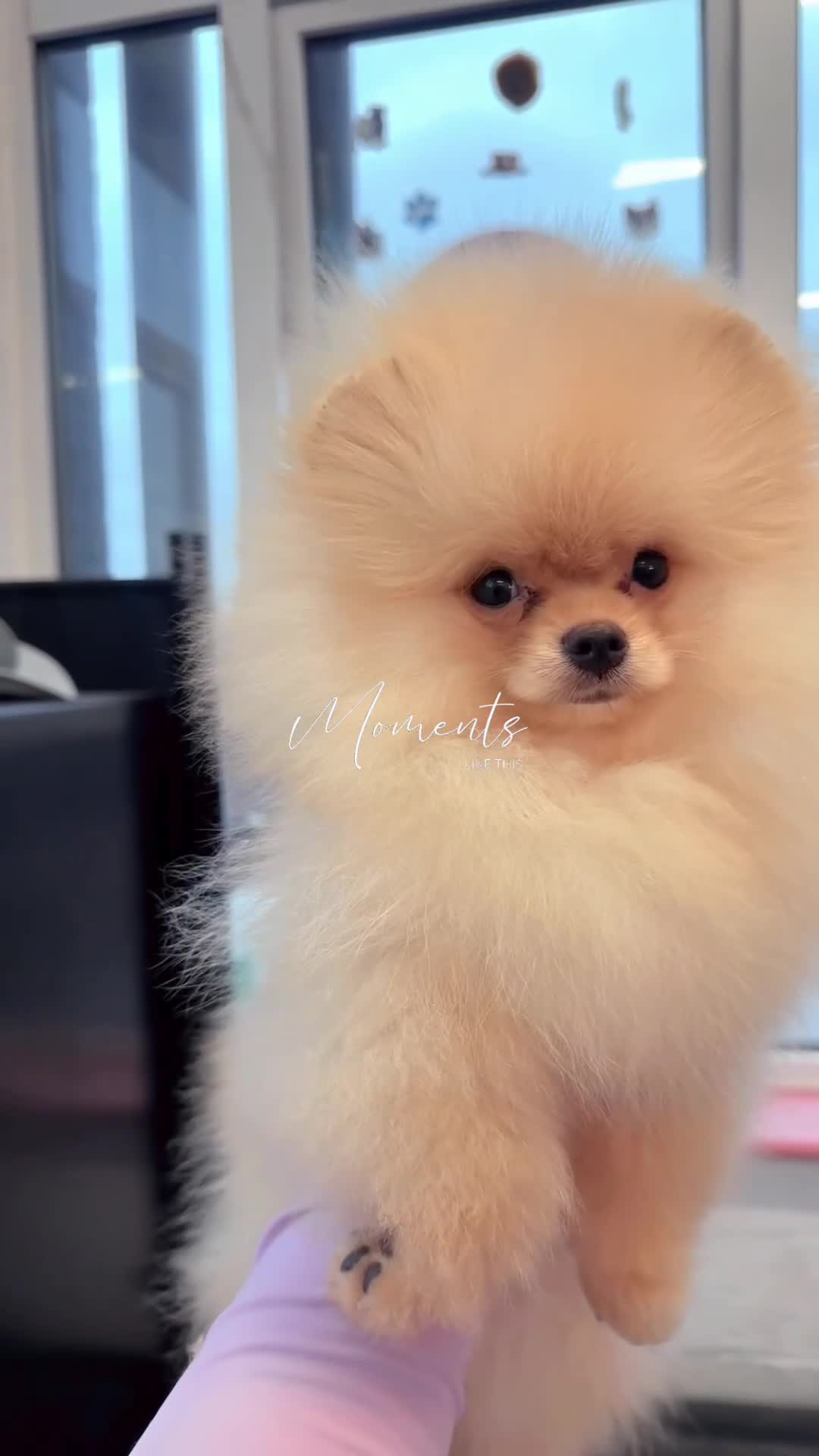 Pomeranian dogs for sale: Pomeranian  - Video 1