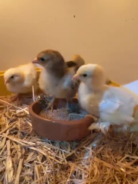 Chickens poultry for sale: Brahma Chicks in Swansea - Video 1