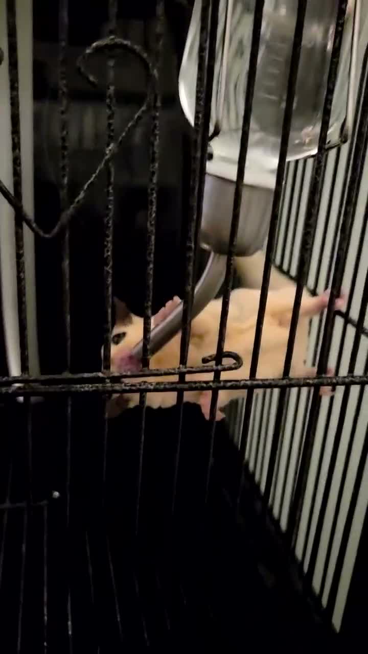 Sugar Glider rodents for sale: 2 female sugar gliders in Falmouth - Video 2