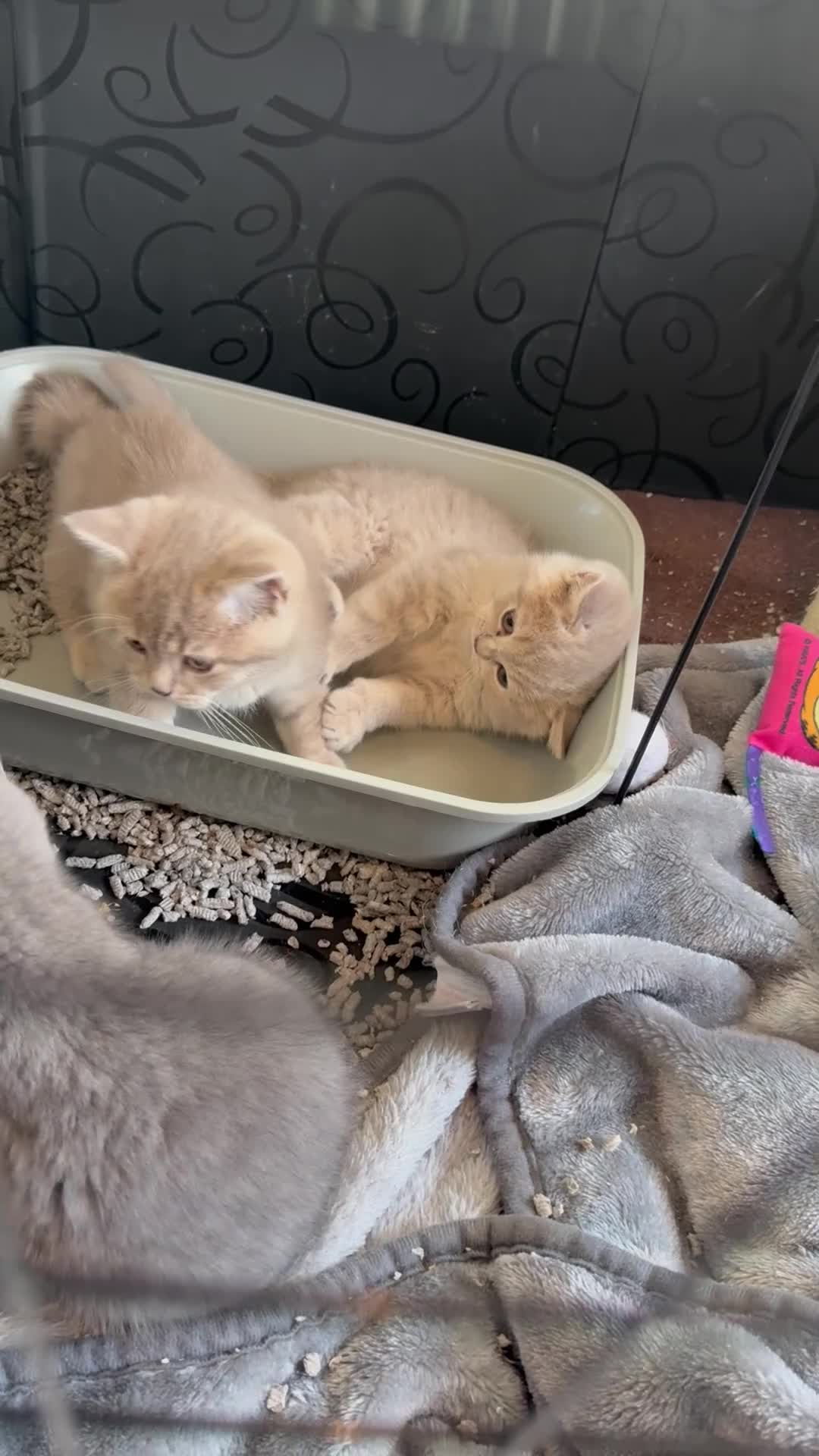 British Shorthair cats for sale: Bsh Cute Teddy Bears  - Video 1