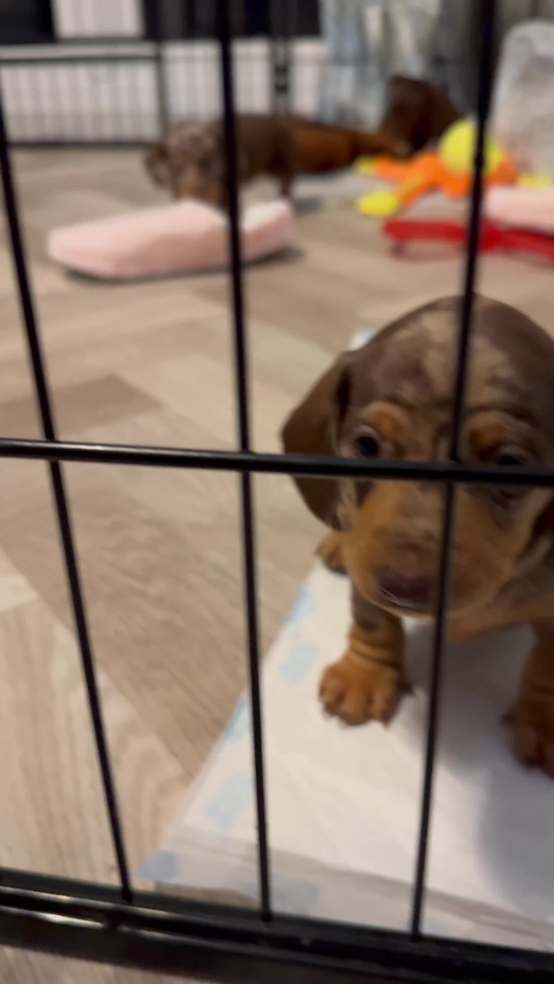 Miniature Dachshund dogs for stud: MINIATURE DAPPLE CHOC/ISABELLA DACHSHUND STUD - Video 3