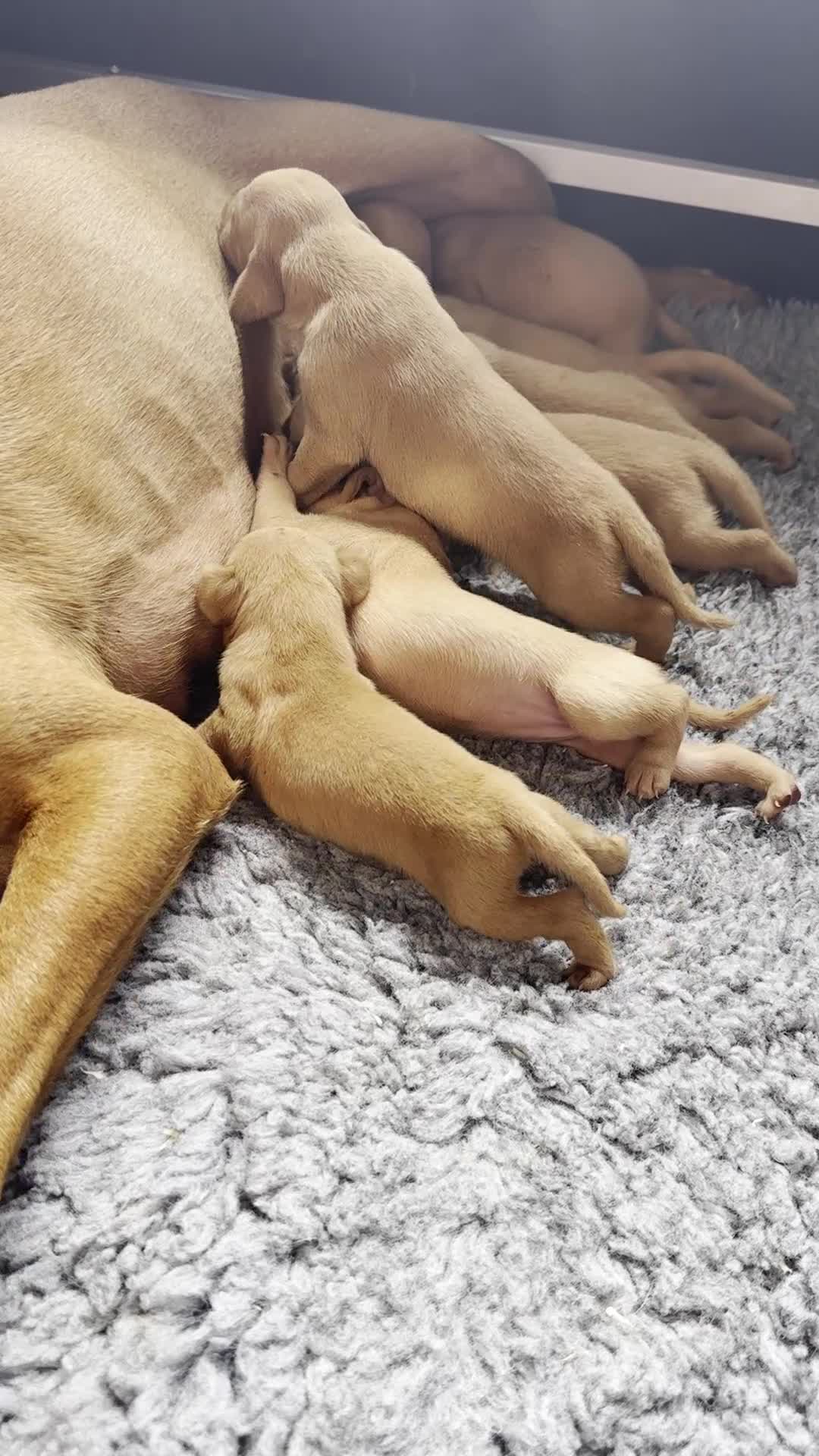 Hungarian Vizsla dogs for sale: KC Reg Hungarian Vizsla Pups Health Tested Parents - Video 1