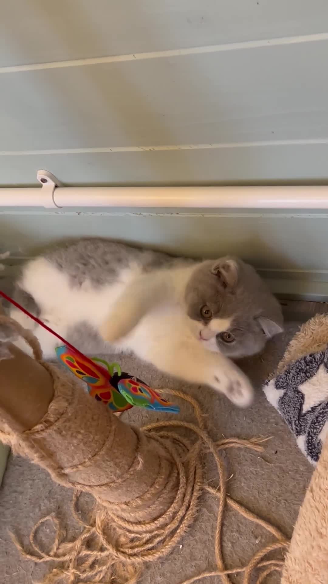 British Shorthair cats for sale: TICA registered Bluebio colour kitten - Video 1