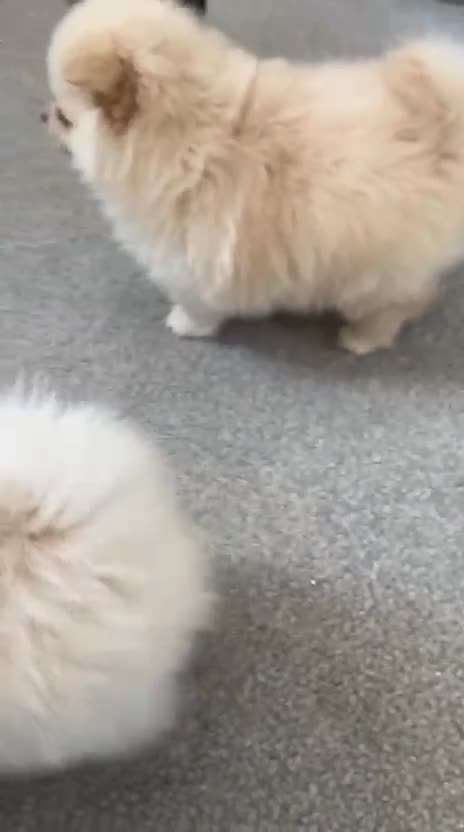 Pomeranian dogs for sale: Pure Pomeranian Puppies - Video 2
