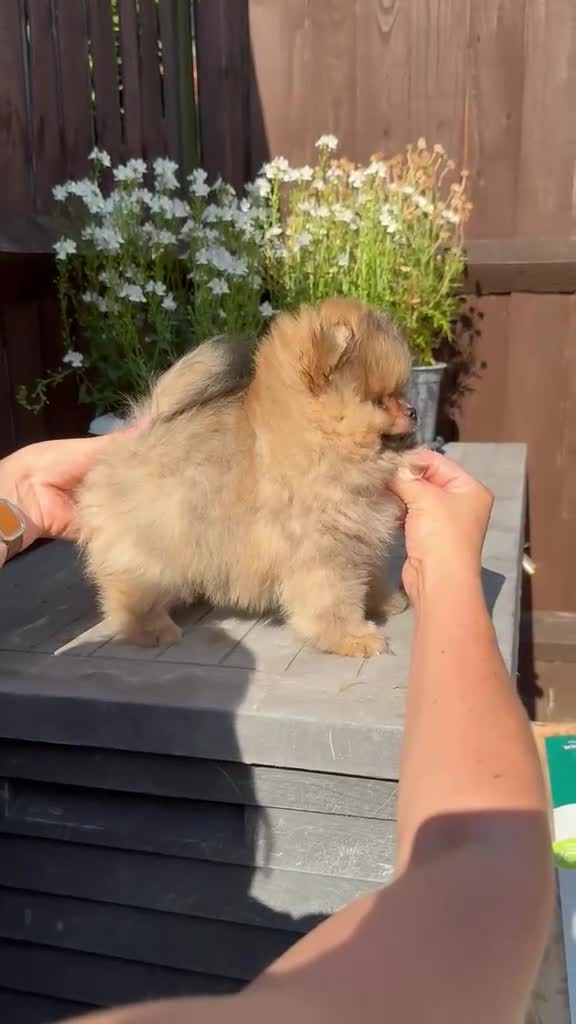 Pomeranian dogs for sale: Stunning top quality kc registered Pomeranians - Video 1
