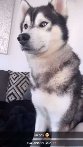 Siberian Husky dogs for stud: Proven Gorgeous Siberian Husky *FOR STUD ONLY* in Torquay - Video 2