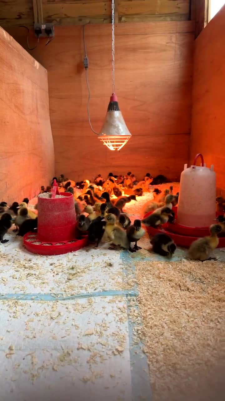 Ducks poultry for sale: Indian Runner Ducklings - Video 1