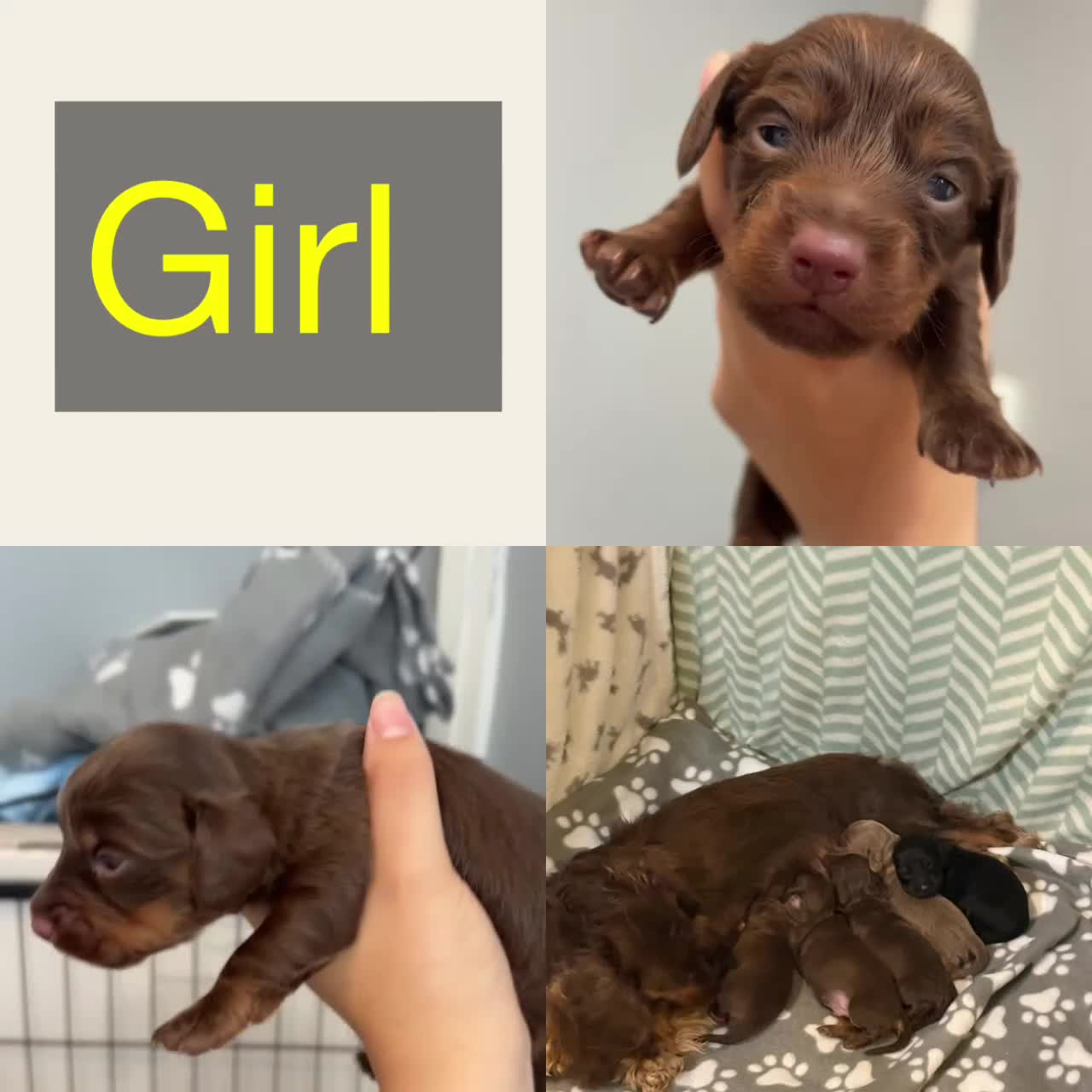 Dachshund dogs for sale: Long haired dachshund  - Video 3