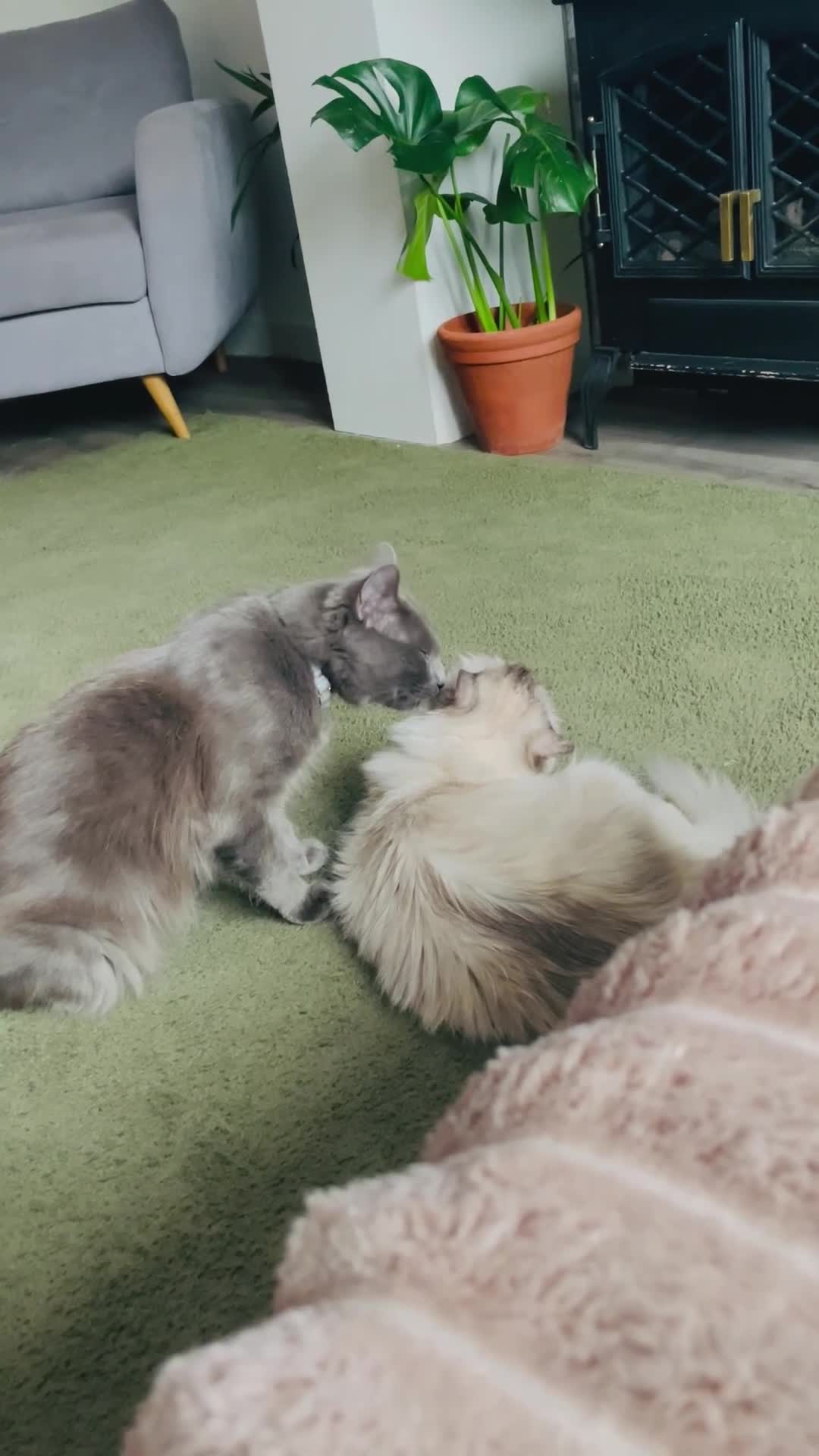 Ragdoll cats for sale: Ragdoll kittens - Video 1