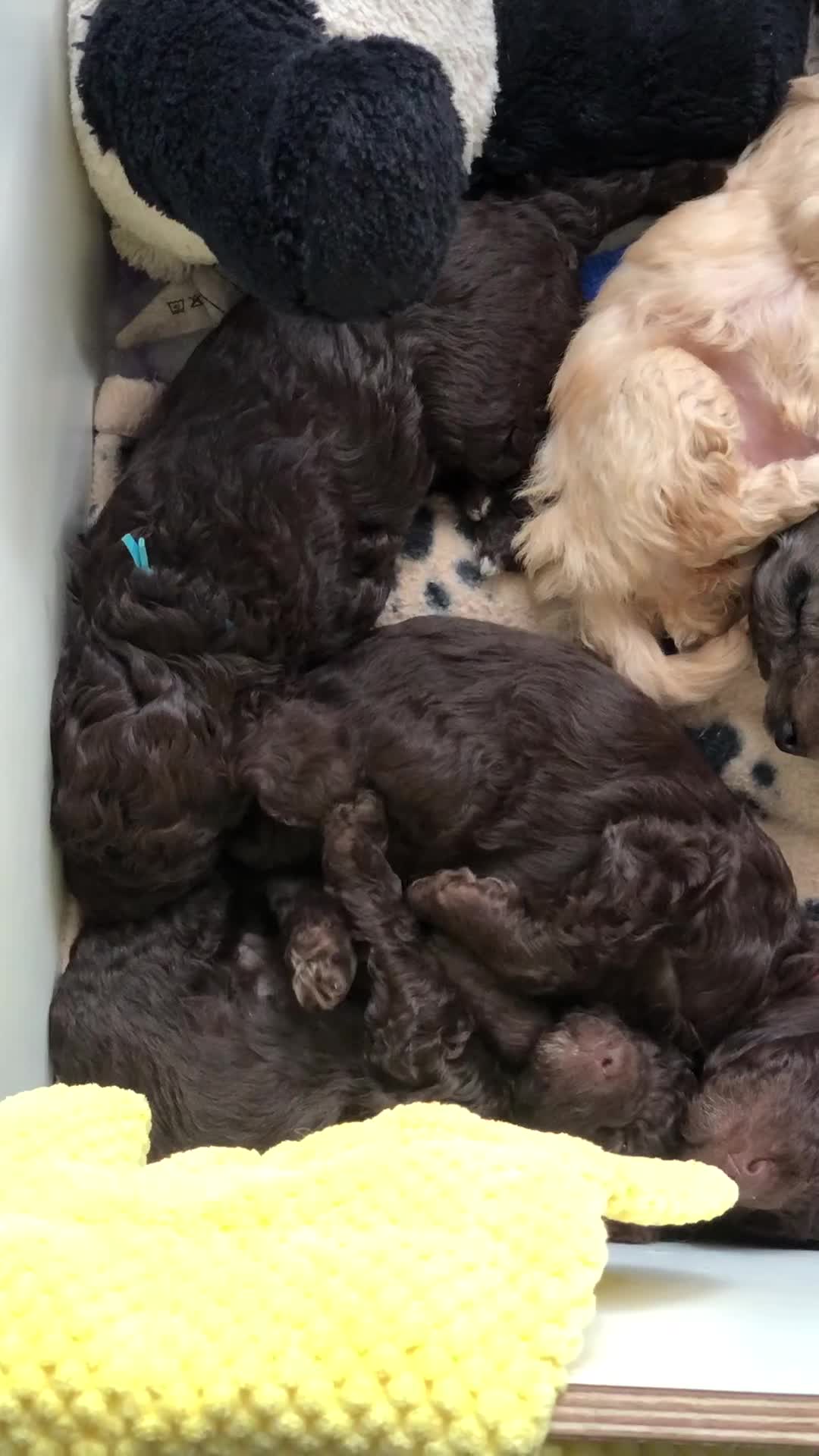 Cockapoo dogs for sale: Cockapoo Puppies - Video 1