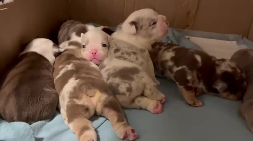 English Bulldog dogs for stud: PROUD TO PRESENT PRINCE OF ALL STORMS  in Birmingham - Video 2