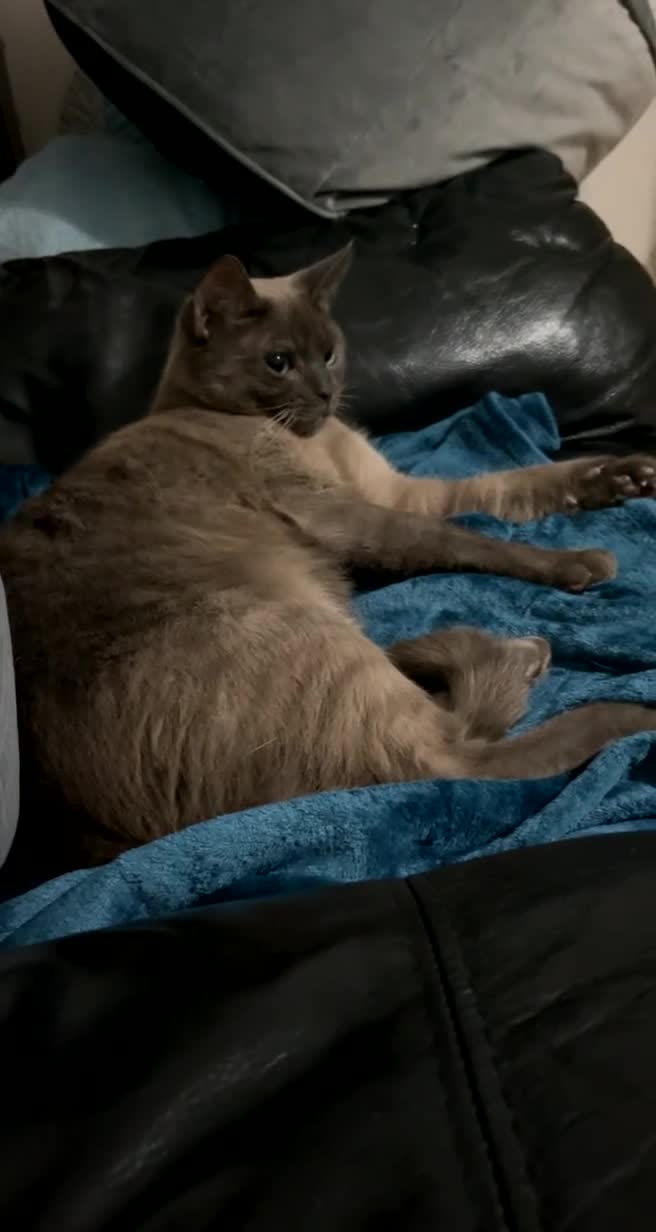 Mixed Breed cats for sale: FREE - Needs to be rehomed ASAP - Video 1