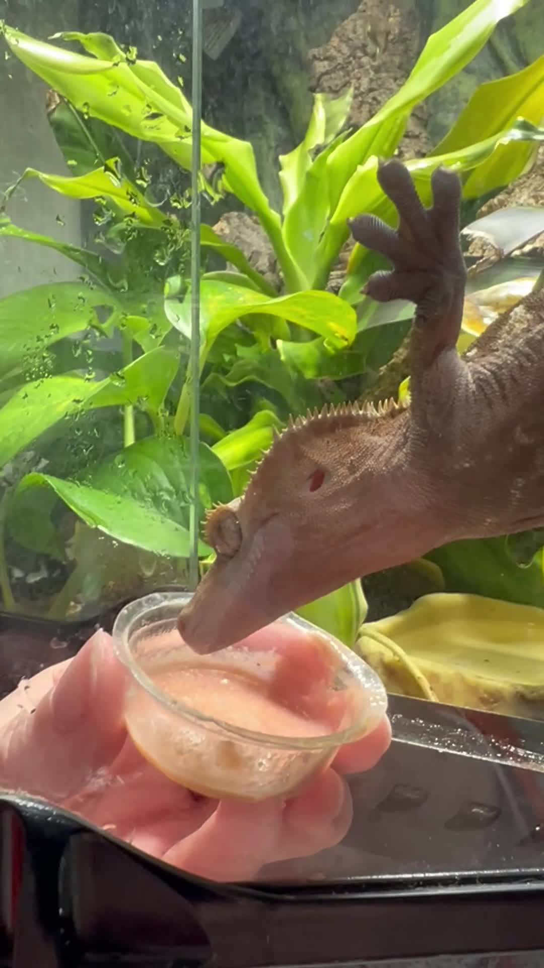 Gecko reptiles for sale: Crested gecko and custom viv - Video 1