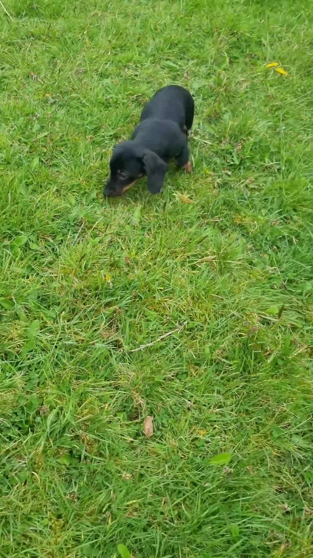 Miniature Dachshund dogs for sale: KC registered black and tan dachshund  - Video 1