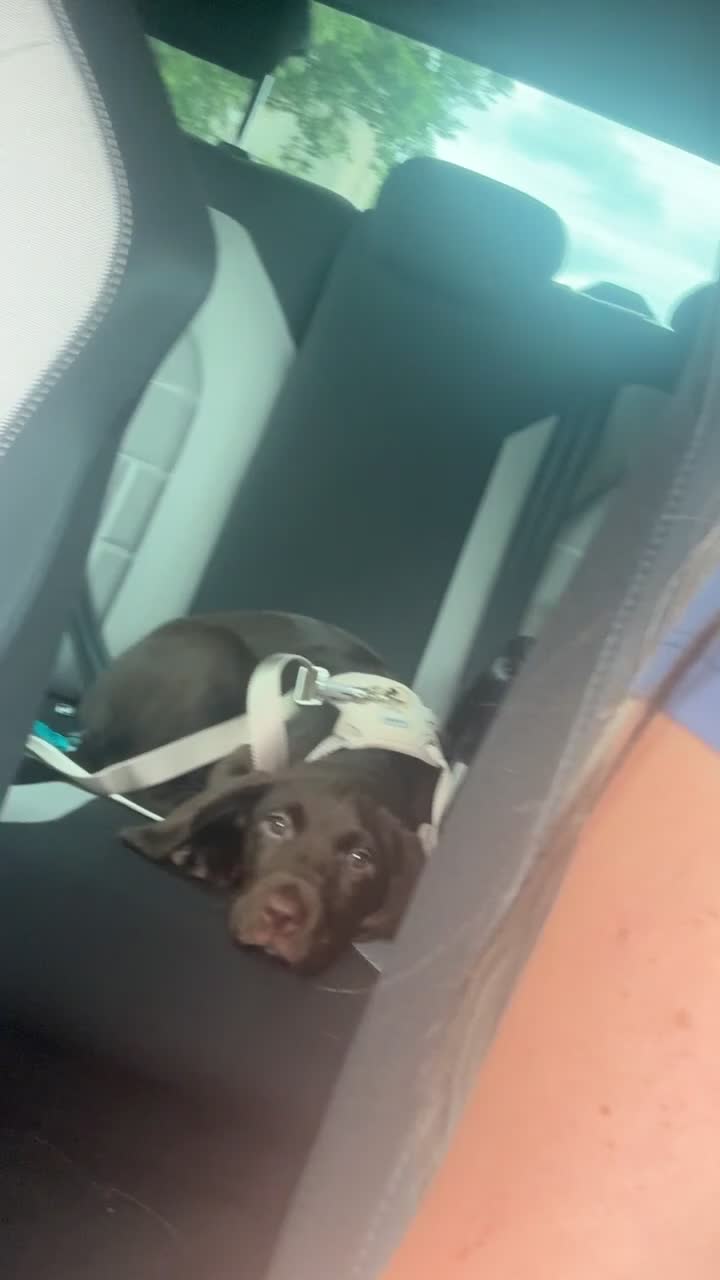 Springador dogs for sale: Chocolate brown springador - Video 1