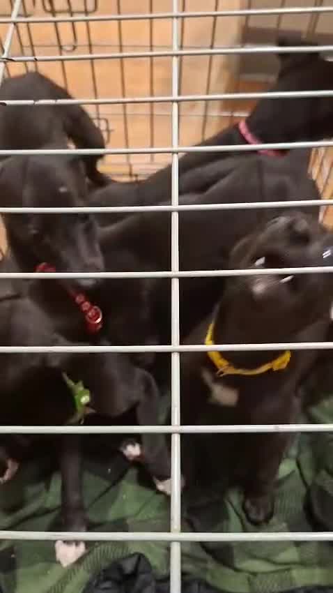 Greyhound dogs for sale: 💙READY TO GO💙 1 pup left - Irish Greyhound  - Video 2