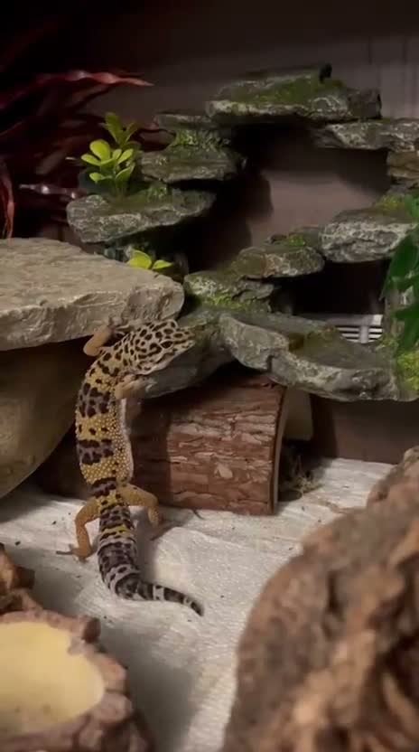 Leopard Gecko reptiles for sale: 10 month old Leopard Geko  - Video 4