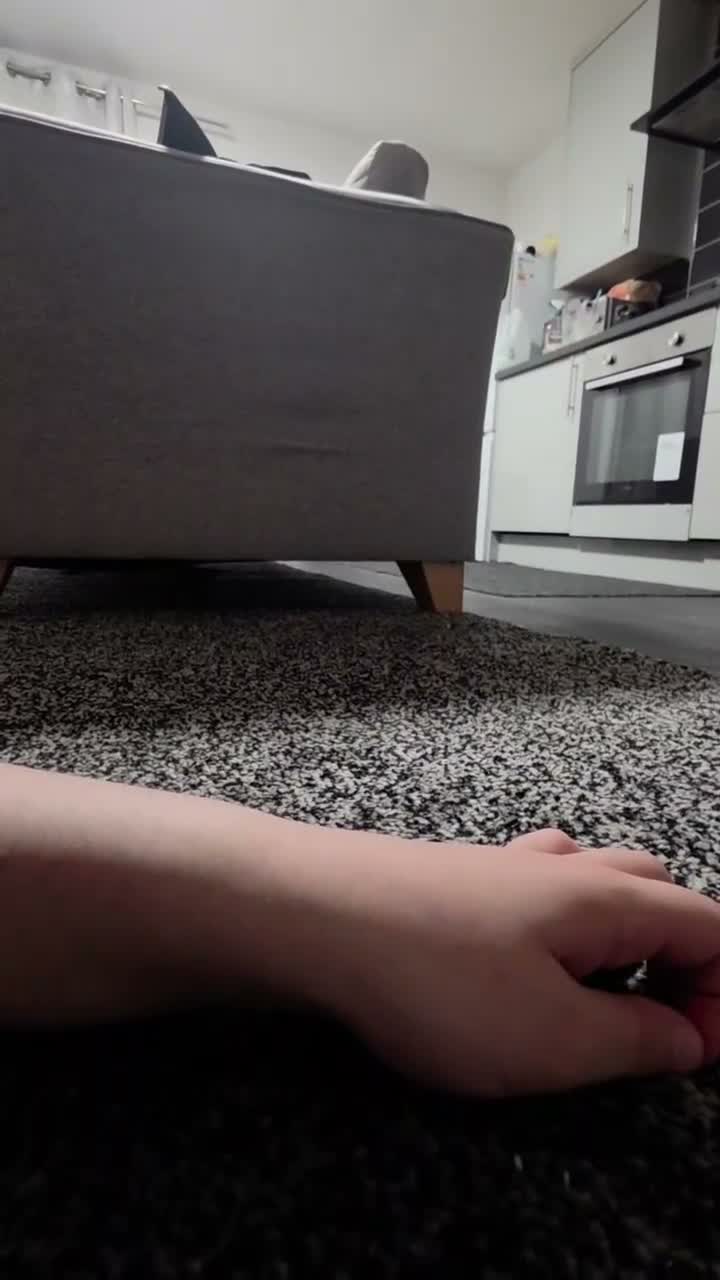 Chinchilla rodents for sale: Female chinchilla  - Video 1
